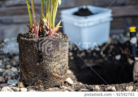 Transplanting a root bound potted plant to a newly dug hole in rocked boarder near a house. 92592781
