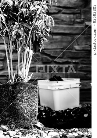 Transplanting a root bound potted plant to a newly dug hole in rocked boarder near a house. 92592805