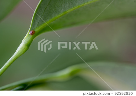 Focus on a single pest scale insect on an indoor houseplant leaf. 92592830