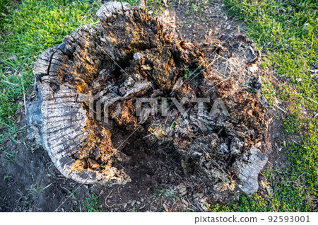 Old rotting tree stump showing age and decay from many years.  92593001