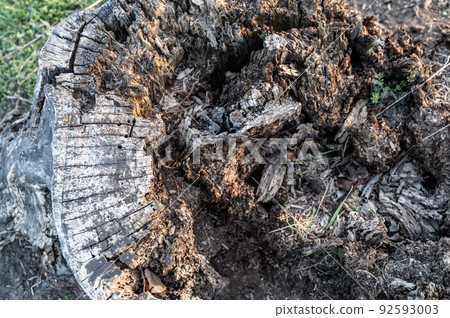 Old rotting tree stump showing age and decay from many years. Old rotting tree stump showing age and decay from many years. 92593003