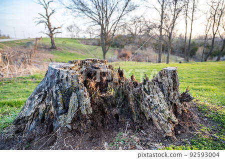 Old rotting tree stump showing age and decay from many years. Old rotting tree stump showing age and decay from many years. 92593004