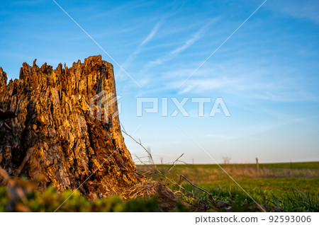 Old rotting tree stump showing age and decay from many years. Old rotting tree stump showing age and decay from many years. 92593006