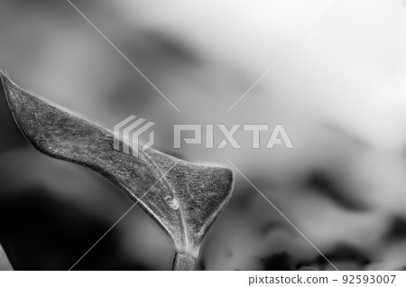Focus on a single pest scale insect on an indoor houseplant leaf. Focus on a single pest scale insect on an indoor houseplant leaf. 92593007