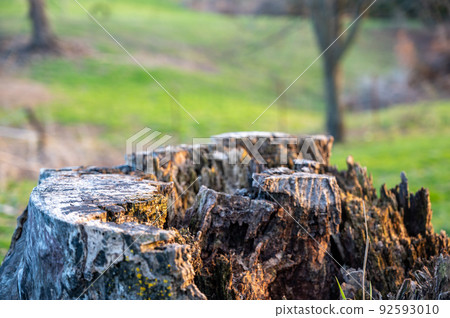 Old rotting tree stump showing age and decay from many years. Old rotting tree stump showing age and decay from many years. 92593010