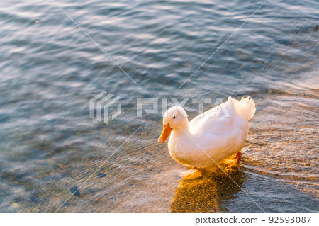 Cute duck 92593087
