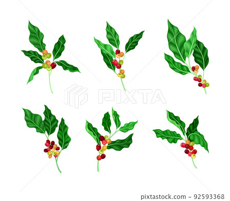 Set of coffee tree twigs with fruits and green leaves vector illustration 92593368