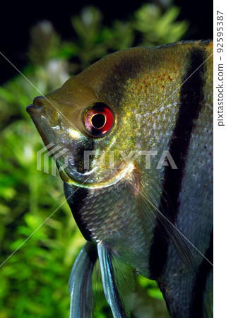Angelfish up 92595387