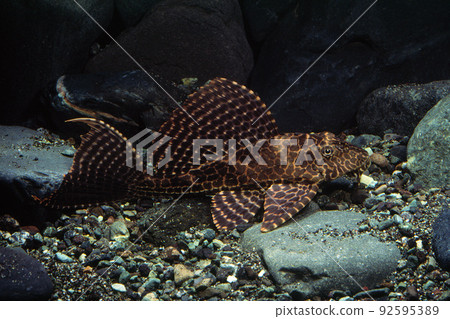 Sailfin pleco pleco catfish companion 92595389