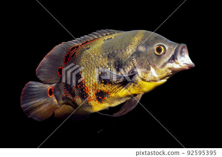 宇航員野生奧斯卡，慈鯛的成員，黑色背景 92595395