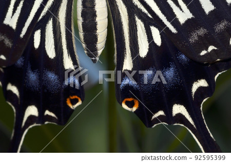 Swallowtail butterfly up graphic material Swallowtail butterfly up graphic material 92595399