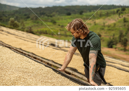 Man examining coffee beans in the process of drying 92595605