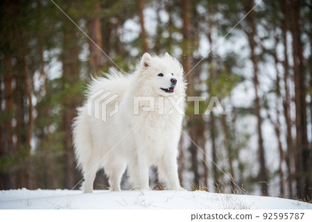 Samoyed white dog is sitting in the winter forest Samoyed white dog is sitting in the winter forest 92595787