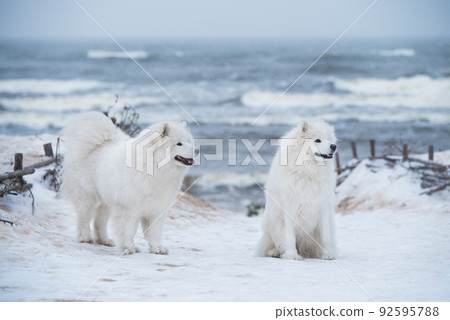 Two Samoyed white dogs are on snow sea beach in Latvia Two Samoyed white dogs are on snow sea beach in Latvia 92595788