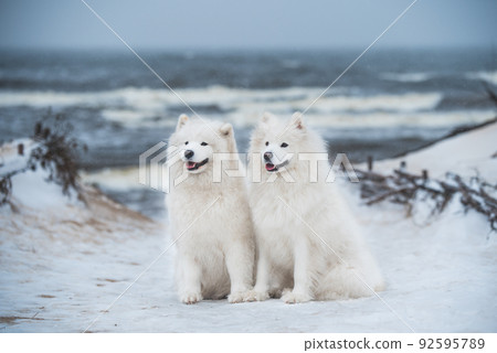 Two Samoyed white dogs are on snow sea beach in Latvia Two Samoyed white dogs are on snow sea beach in Latvia 92595789