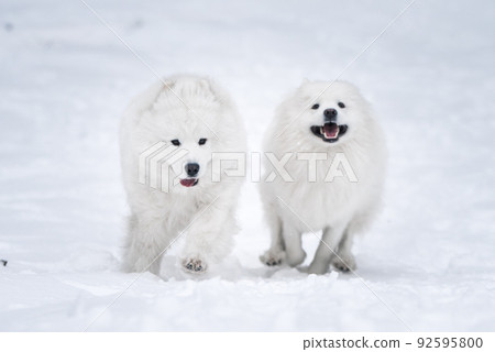 Two Samoyed white dogs is playing in the winter forest 92595800