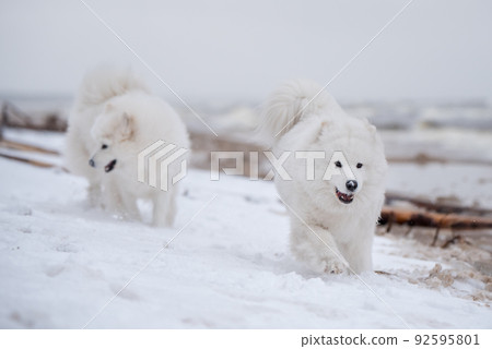 Two Samoyed white dogs are running on snow beach in Latvia Two Samoyed white dogs are running on snow beach in Latvia 92595801