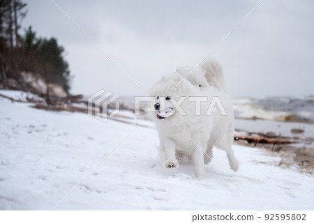 Two Samoyed white dogs are running on snow beach in Latvia 92595802