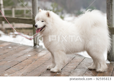 White fluffy Samoyed is walking in the forest, Balta kapa in Baltic, Latvia 92595813
