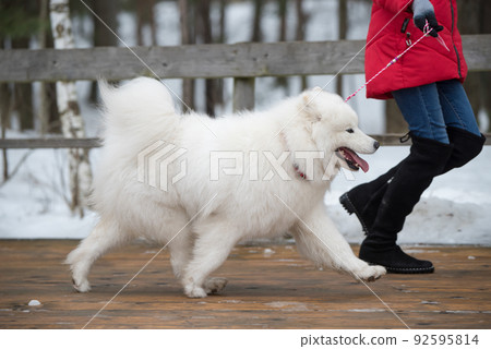 White fluffy Samoyed is walking in the forest, Balta kapa in Baltic, Latvia White fluffy Samoyed is walking in the forest, Balta kapa in Baltic, Latvia 92595814