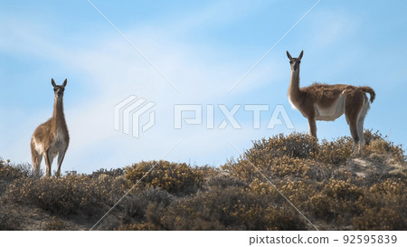 Guanacos, La Pampa, Argentina 92595839