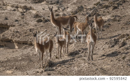 Guanacos, La Pampa, Argentina 92595842
