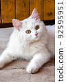 Portrait of beautiful white, fluffy cat with brown eyes and pink nose lying on the floor looking attentively not at the camera. 92595951