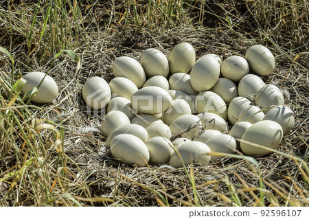 Greater rhea eggs in nest, Patagonia, Argentina 92596107