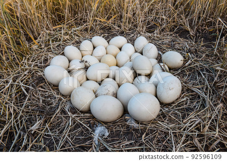 Greater rhea eggs in nest, Patagonia, Argentina Greater rhea eggs in nest, Patagonia, Argentina 92596109