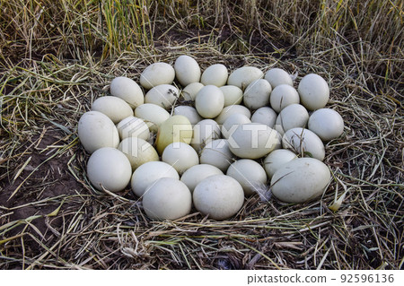 Greater rhea eggs in nest, Patagonia, Argentina Greater rhea eggs in nest, Patagonia, Argentina 92596136