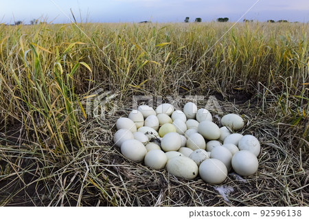 Greater rhea eggs in nest, Patagonia, Argentina 92596138