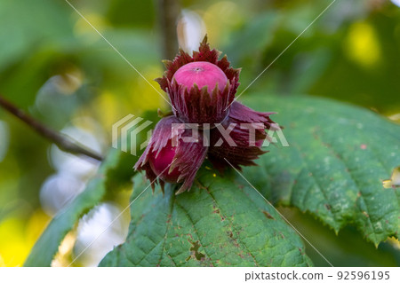 Red hazelnut nuts on tree branches in summer. Harvest in the garden Red hazelnut nuts on tree branches in summer. Harvest in the garden 92596195