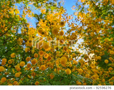 Selective focus yellow blossom of mimosa tree, Acacia pycnantha. 92596276