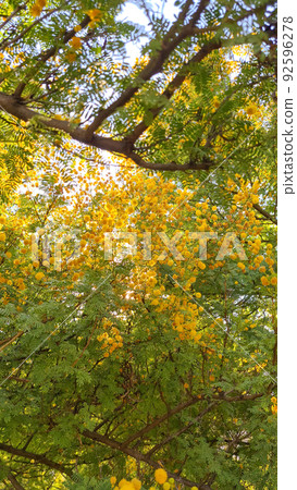 Selective focus yellow blossom of mimosa tree, Acacia pycnantha. 92596278