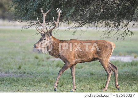 Red deer rut season, La Pampa, Argentina Red deer rut season, La Pampa, Argentina 92596327