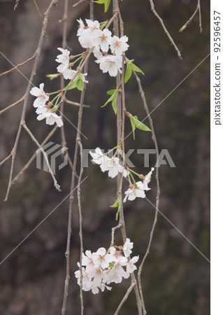 Weeping cherry tree 92596457