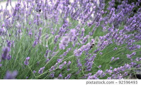Flying bumble-bee gathering pollen from lavender blossoms. Close up Slow Motion. Beautiful Blooming Lavender Flowers swaying in wind. Provence, South France, Europe. Calm Cinematic Nature Background 92596493