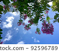 Summer whooping red 92596789