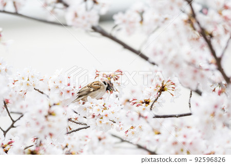 [麻雀] 吸櫻花花蜜的麻雀 92596826