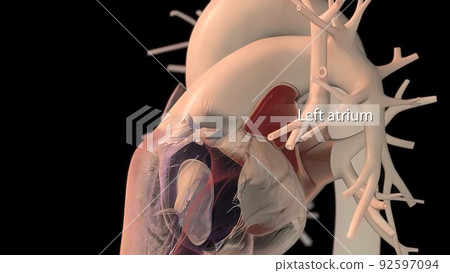 Human heart, realistic anatomy 92597094