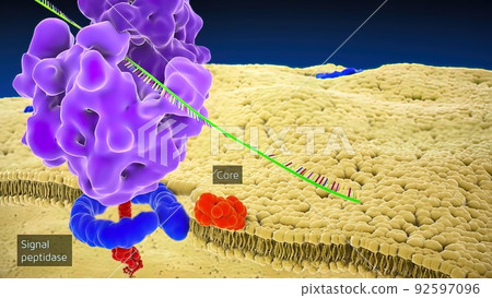 Ribosomal DNA (rDNA) is a DNA sequence that codes for ribosomal RNA Ribosomal DNA (rDNA) is a DNA sequence that codes for ribosomal RNA 92597096