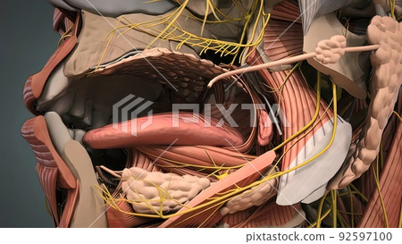 Human Mouth Tongue And Muscles Human Mouth Tongue And Muscles 92597100