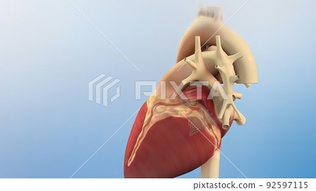 Human heart, realistic anatomy 3d model of human heart on the monitor, Human heart, realistic anatomy 3d model of human heart on the monitor, 92597115