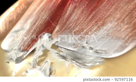 The humeral head is the articular surface of the upper extremity, which is hemispherical. The humeral head is the articular surface of the upper extremity, which is hemispherical. 92597116