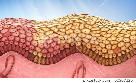 Harmful effects of UV light on skin Harmful effects of UV light on skin 92597129