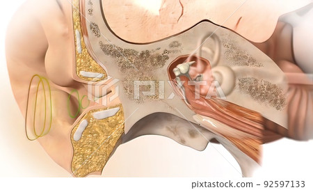 3D Human Ear Anatomy System 92597133