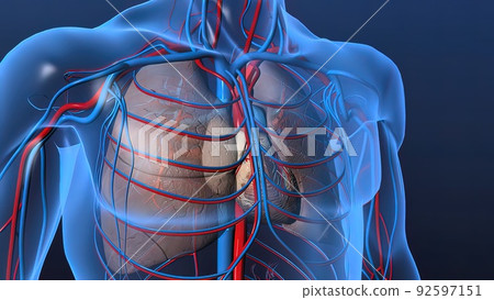 heart organs heart and veins 92597151