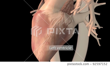 Human heart, realistic anatomy 92597152