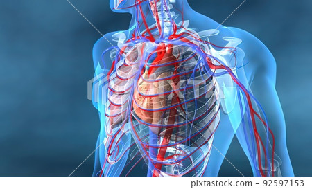 Heart and veins work 92597153