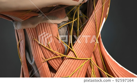 Human Neck Muscles And Nerves 92597164